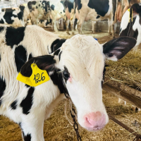 Новгородское молоко попало в сотню лучших во всероссийском рейтинге