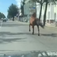 Лошадь без всадника снова скачет по Великому Новгороду