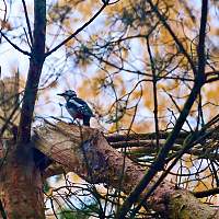 Погода для жителей Великого Новгорода, Боровичей и Старой Руссы с 3 по 9 ноября