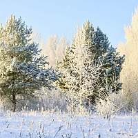 Погода для жителей Великого Новгорода, Боровичей и Старой Руссы с 8 по 14 января