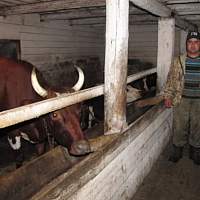 Семья фермеров из Хвойнинского округа получит грант «Агростартап» на развитие хозяйства