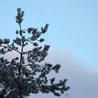 Сольчанину грозит штраф в полмиллиона рублей за незаконную рубку деревьев