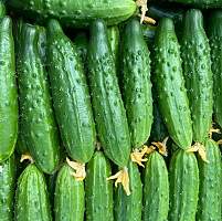 Стало известно, какие овощи пользуются спросом у жителей Новгородской области Стало известно, какие овощи пользуются спросом у жителей Новгородской области