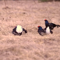 Танцы новгородских тетеревов покоряют сердца зрителей федерального телеканала Танцы новгородских тетеревов покоряют сердца зрителей федерального телеканала