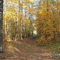 К концу сезона «тихой охоты» новгородка нашла настоящий «грибной рай»