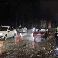 Упавшее дерево затруднило движение на одной из улиц Великого Новгорода