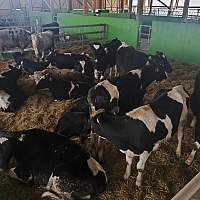 В Батецком округе открылся телятник на 250 голов