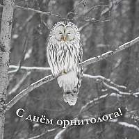 В День орнитолога Рдейский заповедник рассказал об изучении новгородских птиц