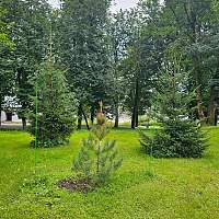 В Кремлёвском парке Великого Новгорода появилось 37 новых деревьев