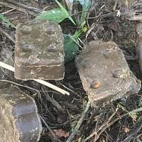 В лесах Новгородской области разложили капсулы от бешенства