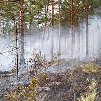 В лесах Новгородской области вводится запрет на разведение костров