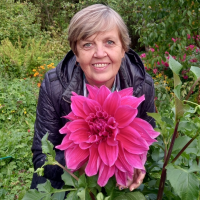 В Маловишерском округе расцвёл впечатляющий размером розовый георгин В Маловишерском округе расцвёл впечатляющий размером розовый георгин