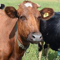 В Марёвском округе благодаря крупному гранту создадут новую мясную ферму