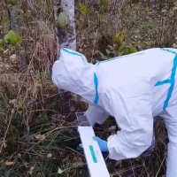 В новгородских лесах раскладывают брикеты с вакциной от бешенства В новгородских лесах раскладывают брикеты с вакциной от бешенства