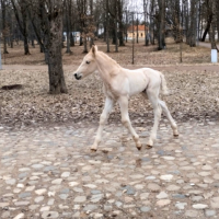 В новгородских «Витославлицах» теперь гуляет очаровательный жеребенок Борей