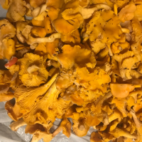 В Новгородской области осенние холода не стали помехой для роста грибов