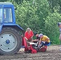 В Новгородской области проводят эксперимент по выращиванию мискантуса гигантского