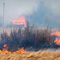 В Новгородской области из-за пала сгорело более трёх гектаров травы