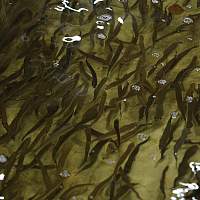 В Новгородской области в 10 раз увеличился объём выращивания аквакультуры В Новгородской области в 10 раз увеличился объём выращивания аквакультуры