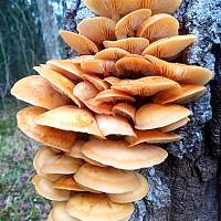 В Новгородской области заметили зимние опята