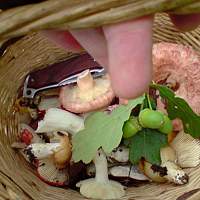 В новгородском минздраве дали ценные советы любителям «тихой охоты» В новгородском минздраве дали ценные советы любителям «тихой охоты»