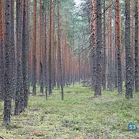 В Новгородском округе нашли и вывели из леса заблудившуюся женщину