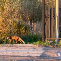 В одном из районов Великого Новгорода заметили лисицу