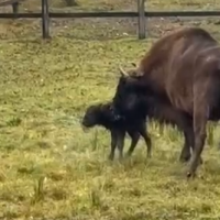 В окуловском зоопарке родился малыш-зубрёнок