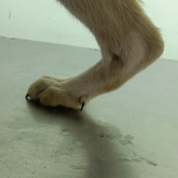 В Парфинской ветстанции рассказали о необычных собаках с волчьими когтями В Парфинской ветстанции рассказали о необычных собаках с волчьими когтями