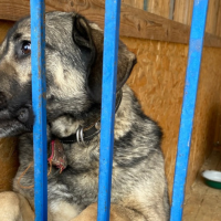 В Пестове приют для собак под контролем судебных приставов переехал в более пригодное место