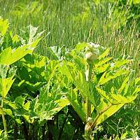 В Пестовском округе подростки получили ожоги во время уборки борщевика