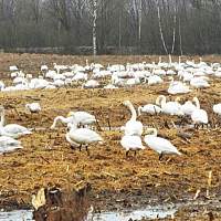 В Псковской области заметили краснокнижных лебедей на отдыхе