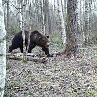 В Рдейском заповеднике фотоловушка сняла огромного бурого медведя