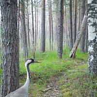 В Рдейском заповеднике заглянул в фотоловушку ставший редким журавль