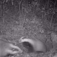 Семейный скандал барсуков попал на видео в Рдейском заповеднике