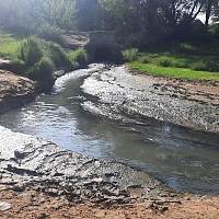 В Старой Руссе в реке Полисть обнаружили сточные воды