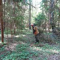 В Старорусском районе обнаружили останки восьми красноармейцев