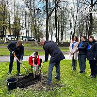 В Великом Новгороде, Старой Руссе и Боровичах посадили «Тополя Победы»