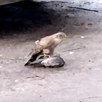 Ястреб растерзал голубя в одном из дворов Великого Новгорода
