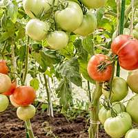 За год производство новгородских тепличных овощей увеличилось на четверть