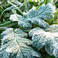 Заморозки? Важная информация о погоде для жителей Новгородской области Заморозки? Важная информация о погоде для жителей Новгородской области