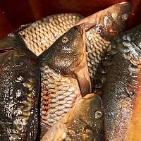 Завтра в Новгородской области вновь будут продавать рыбу со скидкой в 40%