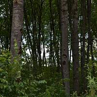 Житель Демянска пошёл в лес по грибы, а нашёл куст конопли